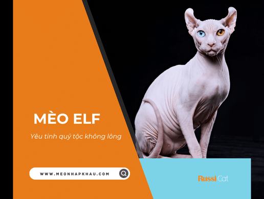 Mèo Elf: "yêu Tinh" Quý Tộc Không Lông