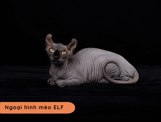 Mèo Elf: "yêu Tinh" Quý Tộc Không Lông