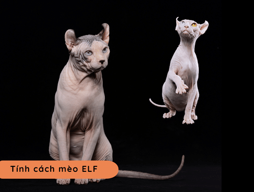 Mèo Elf: "yêu Tinh" Quý Tộc Không Lông