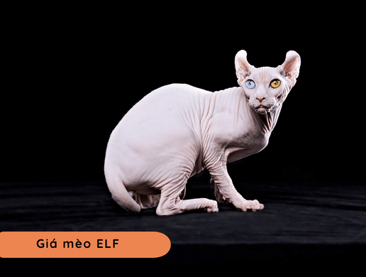 Mèo Elf: "yêu Tinh" Quý Tộc Không Lông
