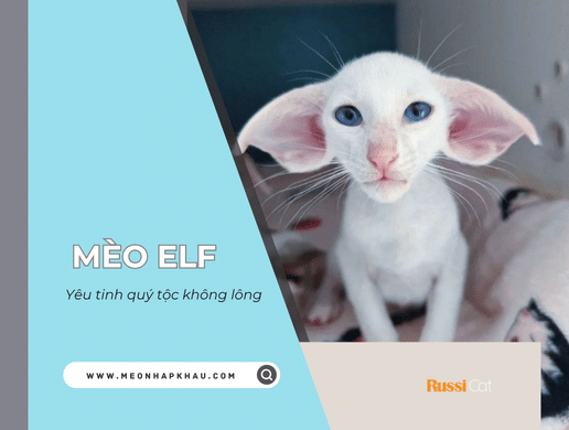 Mèo Oriental: "siêu Mẫu" Phương Đông Quý Phái