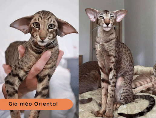 Mèo Oriental: "siêu Mẫu" Phương Đông Quý Phái