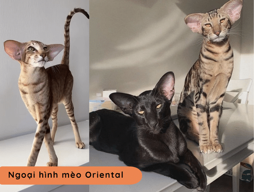 Mèo Oriental: "siêu Mẫu" Phương Đông Quý Phái