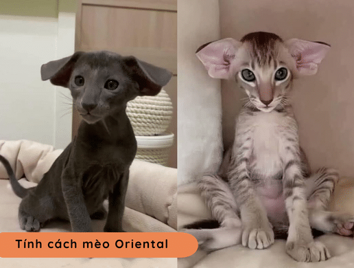 Mèo Oriental: "siêu Mẫu" Phương Đông Quý Phái
