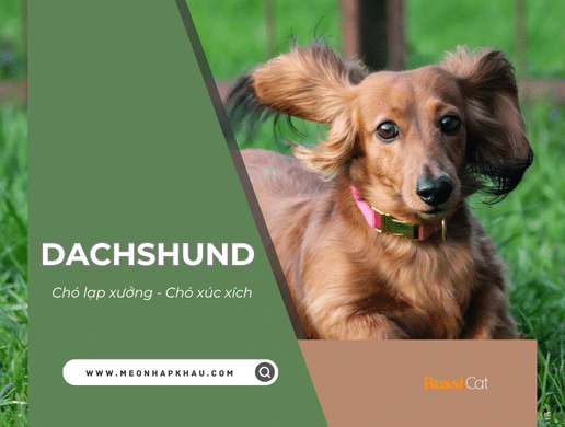 Chó Lạp Xưởng (dachshund): "thợ Săn Hầm Mộ" Ngộ Nghĩnh