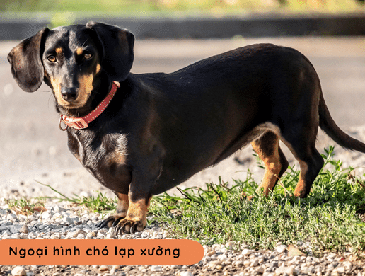 Chó Lạp Xưởng (dachshund): "thợ Săn Hầm Mộ" Ngộ Nghĩnh