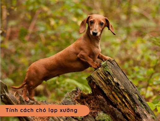 Chó Lạp Xưởng (dachshund): "thợ Săn Hầm Mộ" Ngộ Nghĩnh
