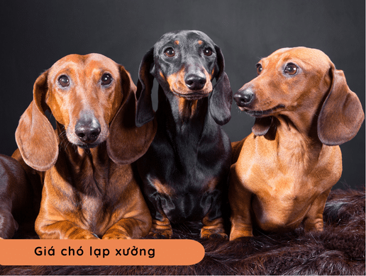 Chó Lạp Xưởng (dachshund): "thợ Săn Hầm Mộ" Ngộ Nghĩnh