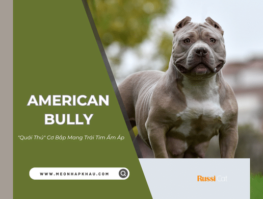 Chó American Bully: "quái Thú" Cơ Bắp Mang Trái Tim Ấm Áp