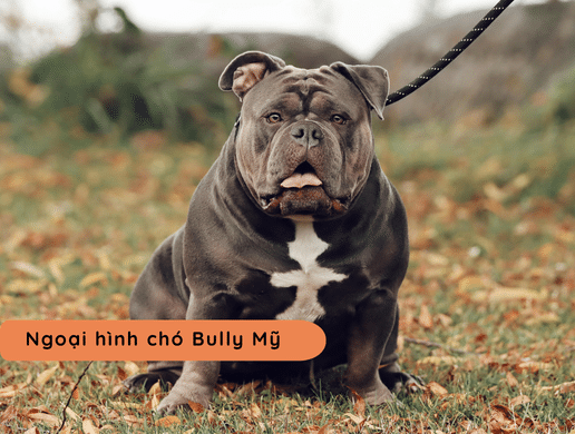 Chó American Bully: "quái Thú" Cơ Bắp Mang Trái Tim Ấm Áp