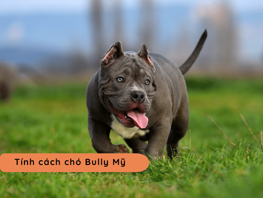 Chó American Bully: "quái Thú" Cơ Bắp Mang Trái Tim Ấm Áp