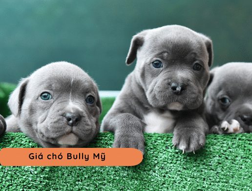 Chó American Bully: "quái Thú" Cơ Bắp Mang Trái Tim Ấm Áp