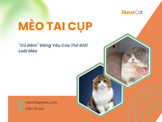 Mèo Tai Cụp (scottish Fold): "cú Đêm" Đáng Yêu Của Thế Giới Loài Mèo