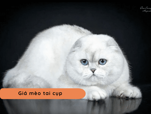 Mèo Tai Cụp (scottish Fold): "cú Đêm" Đáng Yêu Của Thế Giới Loài Mèo