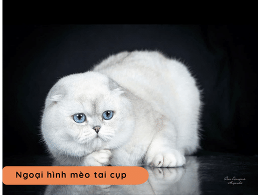 Mèo Tai Cụp (scottish Fold): "cú Đêm" Đáng Yêu Của Thế Giới Loài Mèo