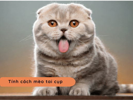 Mèo Tai Cụp (scottish Fold): "cú Đêm" Đáng Yêu Của Thế Giới Loài Mèo