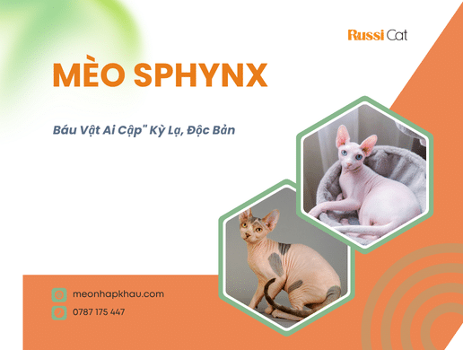 Mèo Sphynx: "báu Vật Ai Cập" Kỳ Lạ, Độc Bản