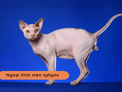 Mèo Sphynx: "báu Vật Ai Cập" Kỳ Lạ, Độc Bản