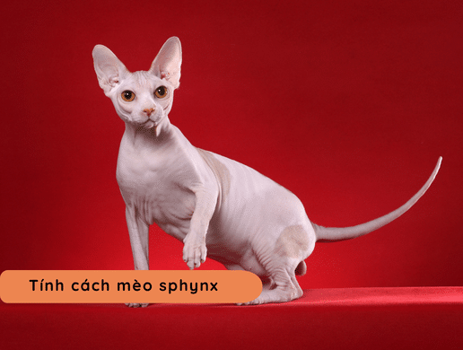 Mèo Sphynx: "báu Vật Ai Cập" Kỳ Lạ, Độc Bản