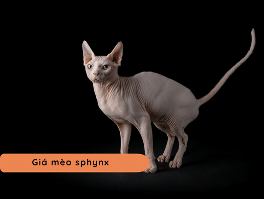 Mèo Sphynx: "báu Vật Ai Cập" Kỳ Lạ, Độc Bản