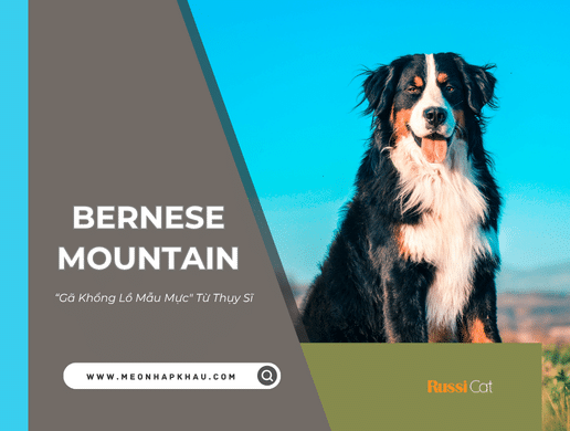 Chó Bernese Mountain: "gã Khổng Lồ Mẫu Mực" Từ Thụy Sĩ