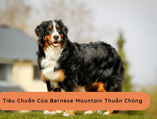 Chó Bernese Mountain: "gã Khổng Lồ Mẫu Mực" Từ Thụy Sĩ
