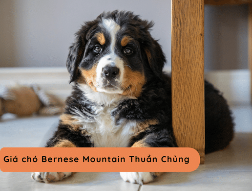 Chó Bernese Mountain: "gã Khổng Lồ Mẫu Mực" Từ Thụy Sĩ