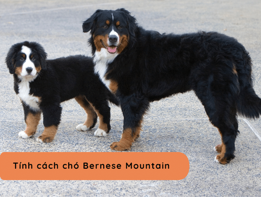 Chó Bernese Mountain: "gã Khổng Lồ Mẫu Mực" Từ Thụy Sĩ