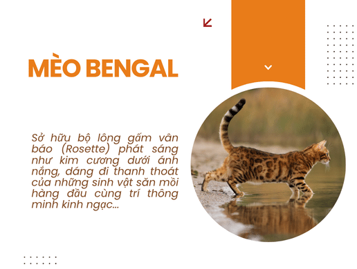 Mèo Bengal: "báo Hoa Mai Thu Nhỏ" Uy Quyền, Đẳng Cấp
