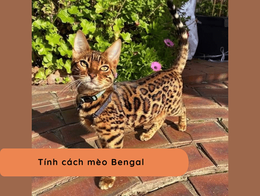 Mèo Bengal: "báo Hoa Mai Thu Nhỏ" Uy Quyền, Đẳng Cấp