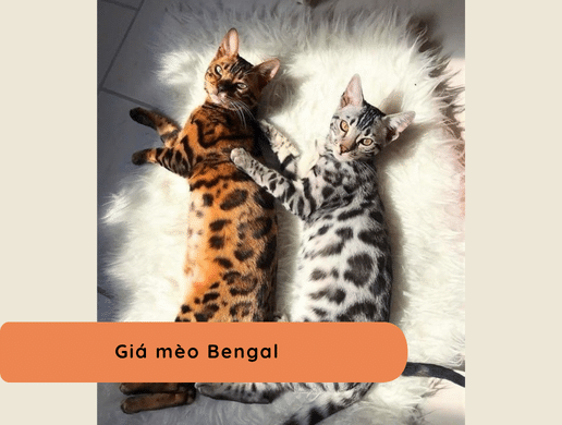Mèo Bengal: "báo Hoa Mai Thu Nhỏ" Uy Quyền, Đẳng Cấp