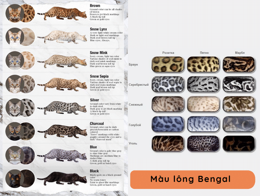 Mèo Bengal: "báo Hoa Mai Thu Nhỏ" Uy Quyền, Đẳng Cấp