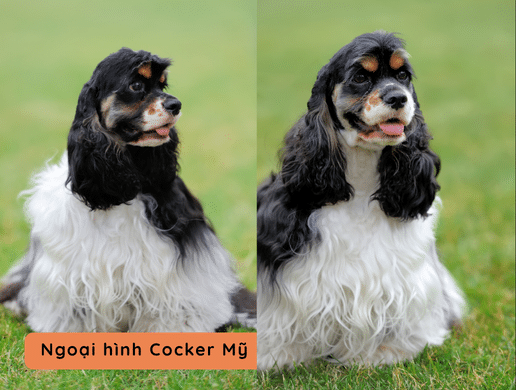 Chó American Cocker Spaniel: "tiểu Thư" Lộng Lẫy, Ngọt Ngào