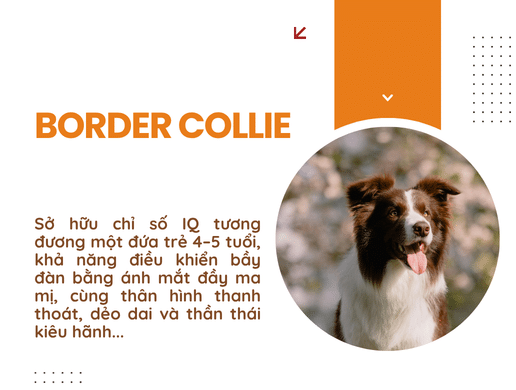 Chó Border Collie: "kẻ Thống Trị" Trí Tuệ, Kiêu Hãnh