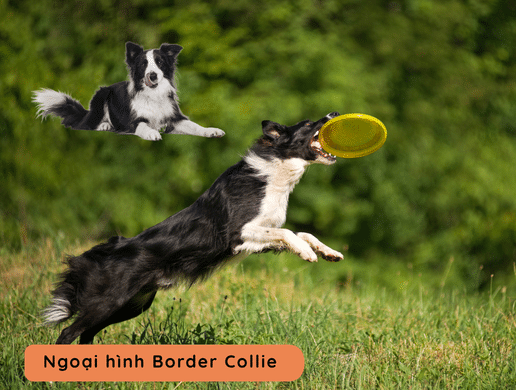 Chó Border Collie: "kẻ Thống Trị" Trí Tuệ, Kiêu Hãnh