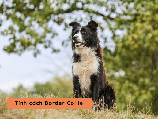 Chó Border Collie: "kẻ Thống Trị" Trí Tuệ, Kiêu Hãnh