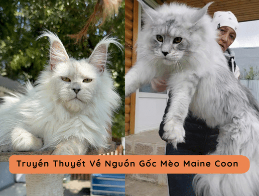 Nguồn Gốc & Lịch Sử Mèo Maine Coon – "gã Khổng Lồ Tốt Bụng" Vùng Bắc Mỹ