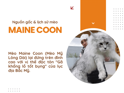 Nguồn Gốc & Lịch Sử Mèo Maine Coon – "gã Khổng Lồ Tốt Bụng" Vùng Bắc Mỹ
