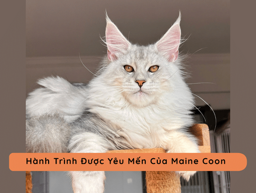 Nguồn Gốc & Lịch Sử Mèo Maine Coon – "gã Khổng Lồ Tốt Bụng" Vùng Bắc Mỹ
