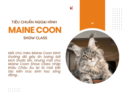 Tiêu Chuẩn Ngoại Hình Maine Coon Show Class – Giải Mã Khung Xương Khổng Lồ