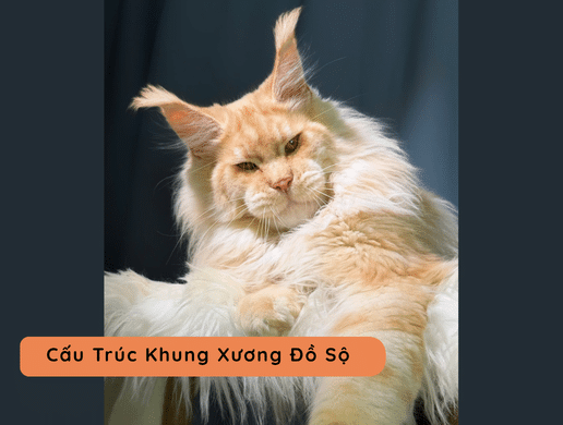 Tiêu Chuẩn Ngoại Hình Maine Coon Show Class – Giải Mã Khung Xương Khổng Lồ