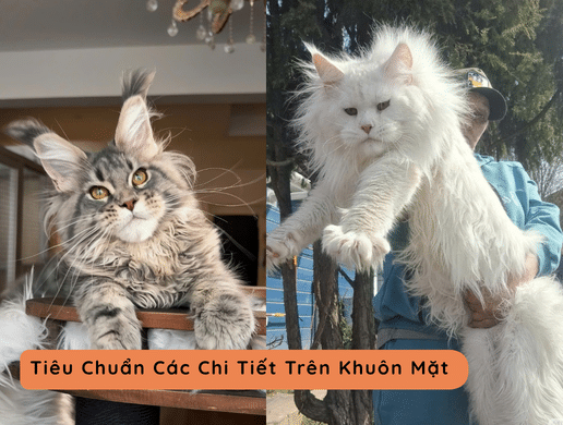 Tiêu Chuẩn Ngoại Hình Maine Coon Show Class – Giải Mã Khung Xương Khổng Lồ