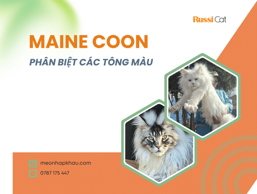 Vũ Trụ Màu Lông Mèo Maine Coon – Bảng Phân Biệt Các Tông Màu Maine Coon