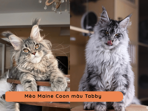 Vũ Trụ Màu Lông Mèo Maine Coon – Bảng Phân Biệt Các Tông Màu Maine Coon