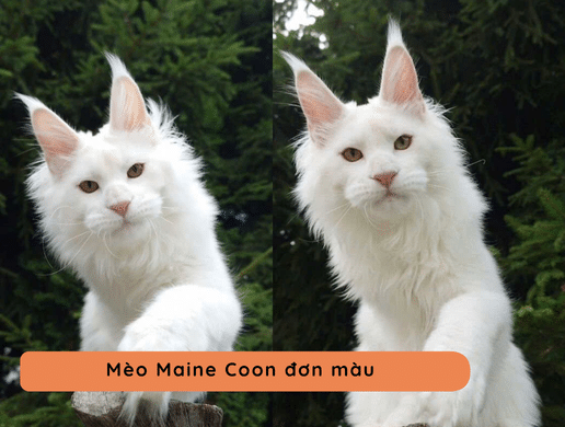 Vũ Trụ Màu Lông Mèo Maine Coon – Bảng Phân Biệt Các Tông Màu Maine Coon