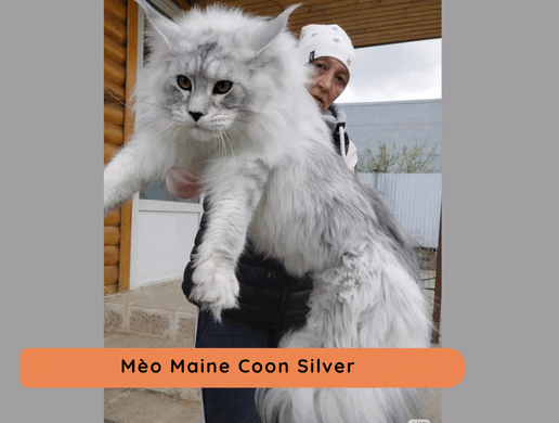 Vũ Trụ Màu Lông Mèo Maine Coon – Bảng Phân Biệt Các Tông Màu Maine Coon