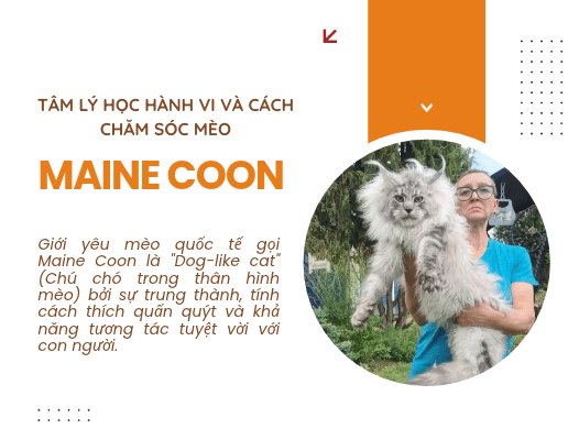 Maine Coon Nhập Khẩu