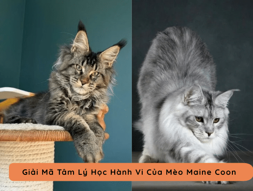 Maine Coon Nhập Khẩu