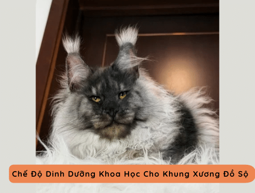 Maine Coon Nhập Khẩu
