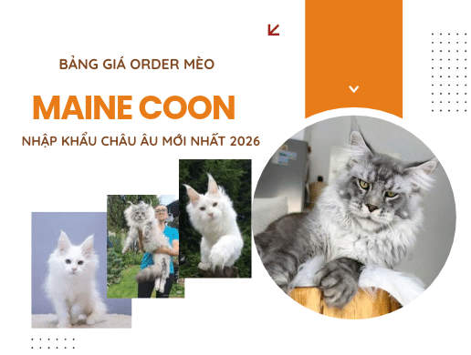 Bảng Giá Order Mèo Maine Coon Nhập Khẩu Châu Âu Mới Nhất 2026